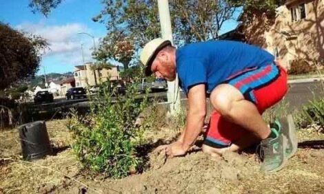 Save with These Varieties of Bare Root Fruit Trees and Berries Image